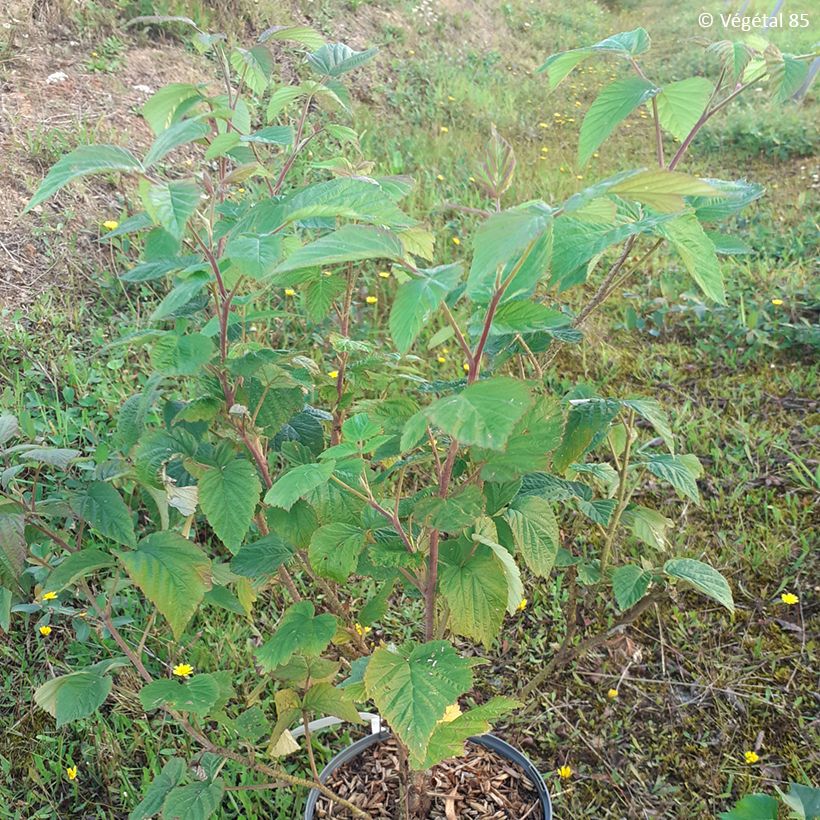 Framboeseiro Violette não remontante - Rubus idaeus (Hábito)