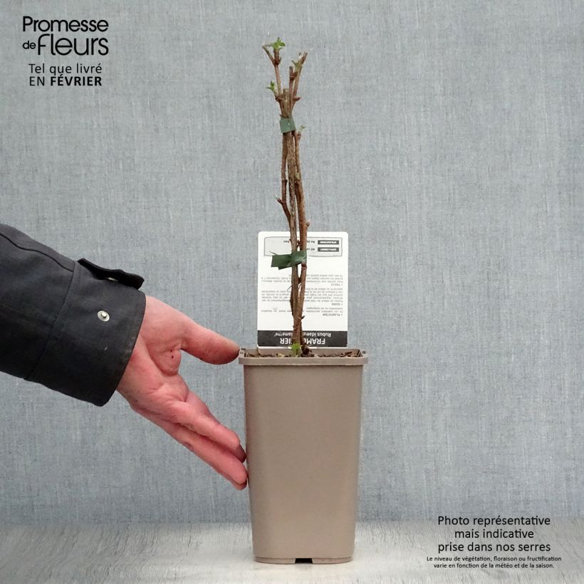 Amostra de Framboisier Willamette (non remontant) Vaso de 1,5 L/2 L, Arbusto tal como entregue no inverno