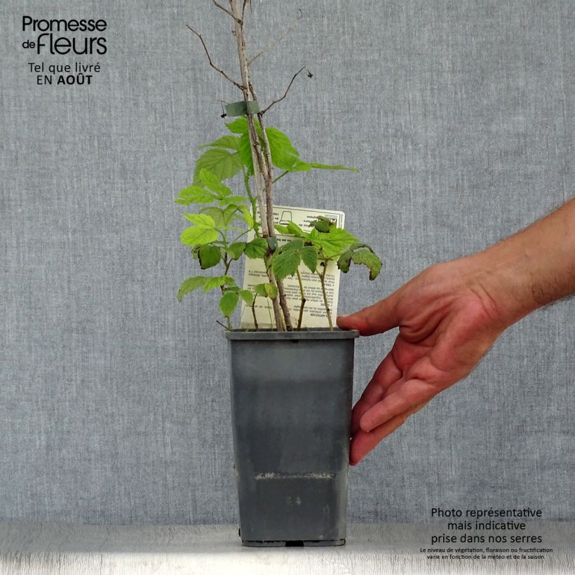 Amostra de Framboeseiro Willamette não remontante Bio - Rubus idaeus Vaso de 1,5 L/2 L, Arbusto tal como entregue no verão
