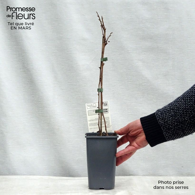 Amostra de Framboeseiro Willamette não remontante Bio - Rubus idaeus Vaso de 1,5 L/2 L, Arbusto tal como entregue na primavera