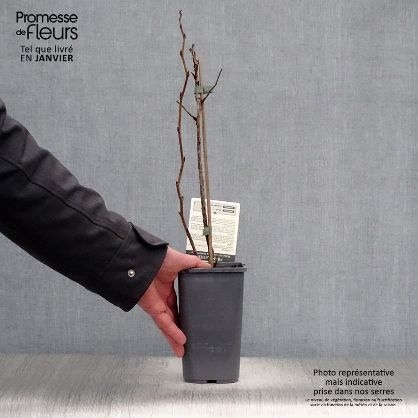 Amostra de Framboisier Zeva - Zefa Herfsternte (remontant) Vaso de 1,5 L/2 L, Tufo tal como entregue no inverno