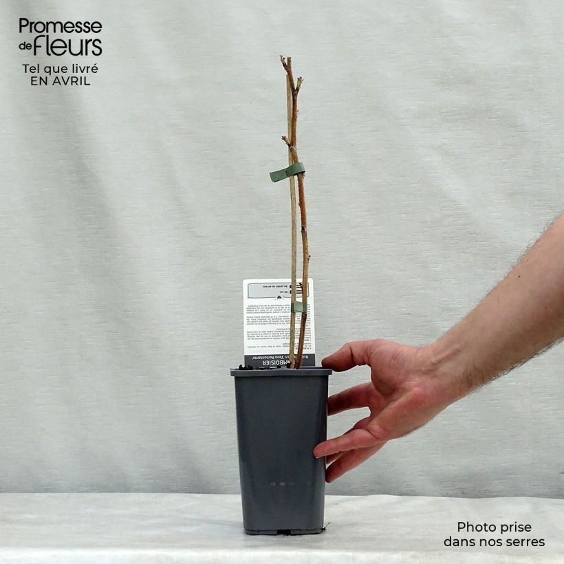 Amostra de Framboeseiro Zefa Herbsternte remontante - Rubus idaeus Vaso de 1,5 L/2 L, Tufo tal como entregue na primavera