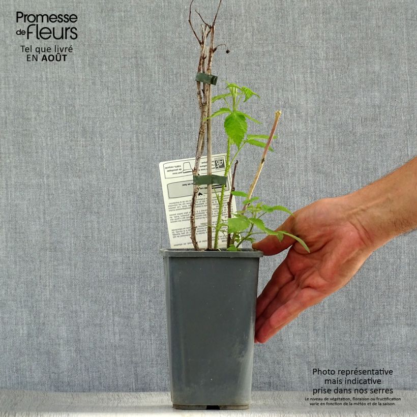 Amostra de Framboeseiro Zeva remontante Bio - Rubus idaeus Vaso de 1,5 L/2 L, Tufo tal como entregue no verão