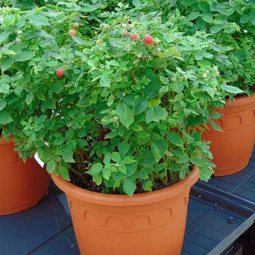 Framboeseiro anão Little Sweet Sister Bio - Rubus idaeus (Hábito)