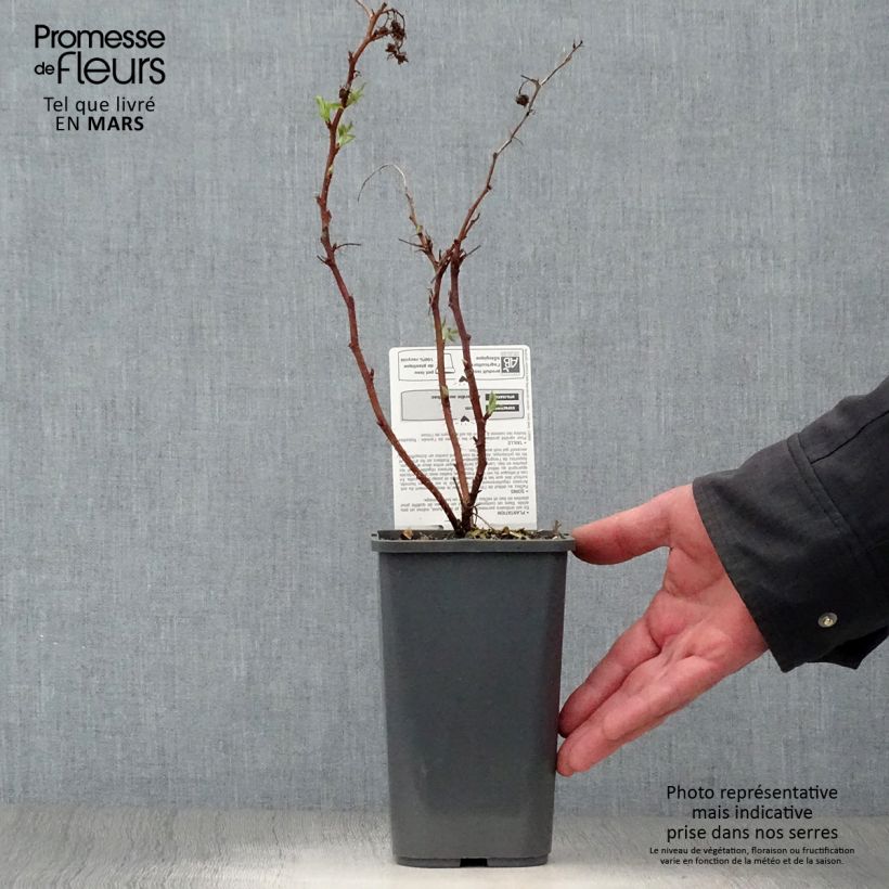 Amostra de Framboeseiro anão Little Sweet Sister Bio - Rubus idaeus Vaso de 1,5 L/2 L, Tufo tal como entregue na primavera