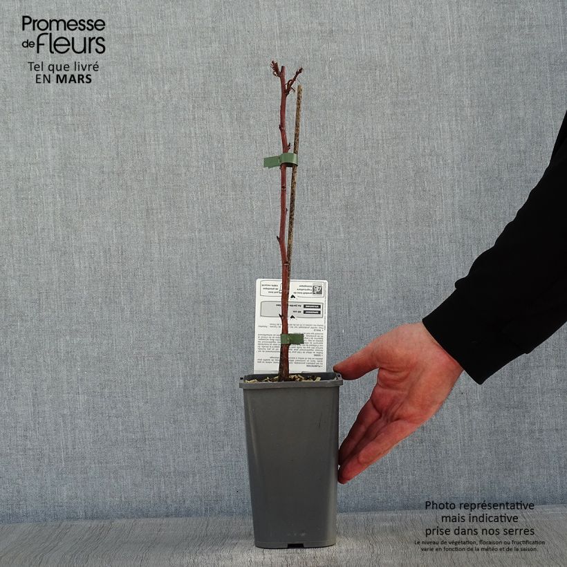 Amostra de Framboisier nain Little Sweet Sister Bio Vaso de 1,5 L/2 L, Tufo tal como entregue no inverno