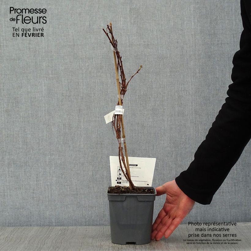 Amostra de Framboisier nain remontant Autumn Belle - Rubus idaeus Vaso de 2 L/3 L tal como entregue no inverno