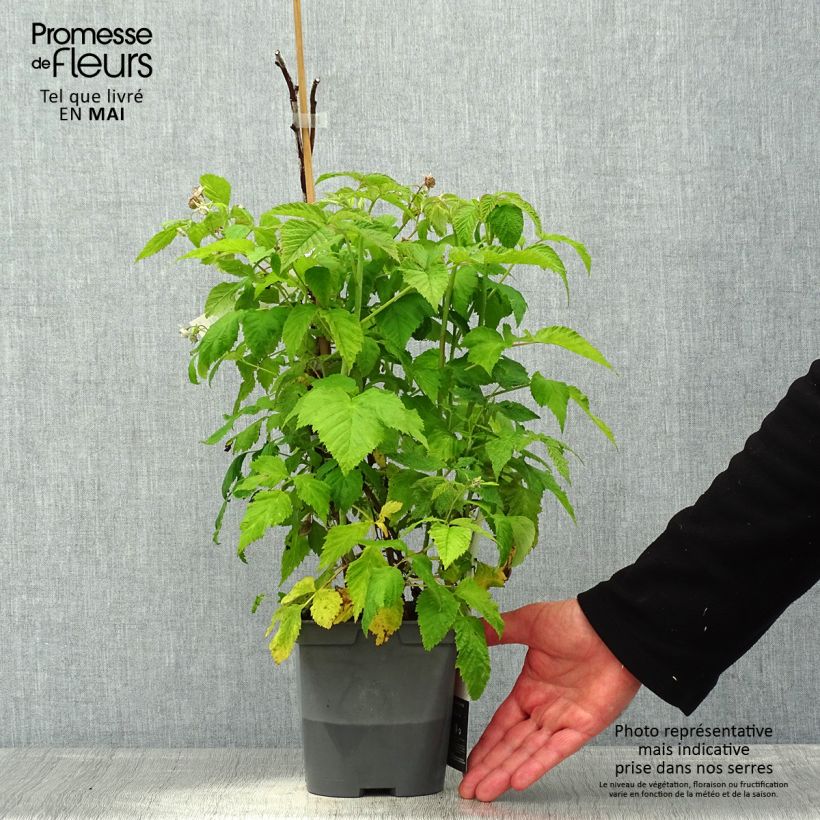 Amostra de Framboeseiro Autumn Belle® anão remontante - Rubus idaeus Vaso de 2 L/3 L tal como entregue na primavera