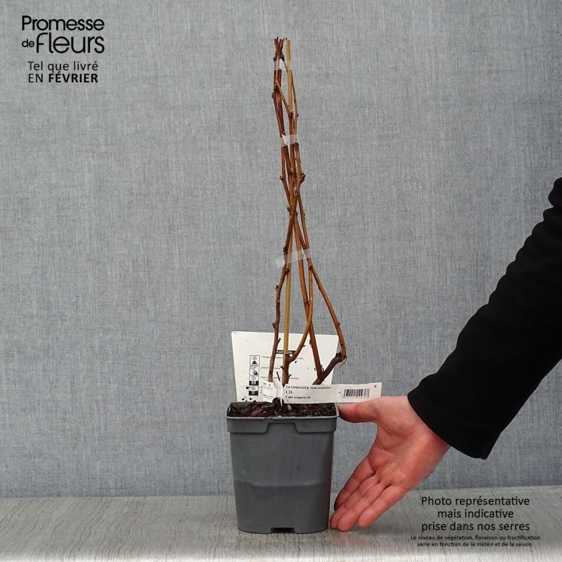 Amostra de Framboisier nain remontant Bella Aromatica - Rubus idaeus  Vaso de 2 L/3 L tal como entregue no inverno