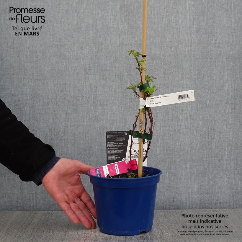 Amostra de Framboeseiro remontante Frambélise - Rubus idaeus Vaso de 2 L/3 L, Tufo tal como entregue na primavera