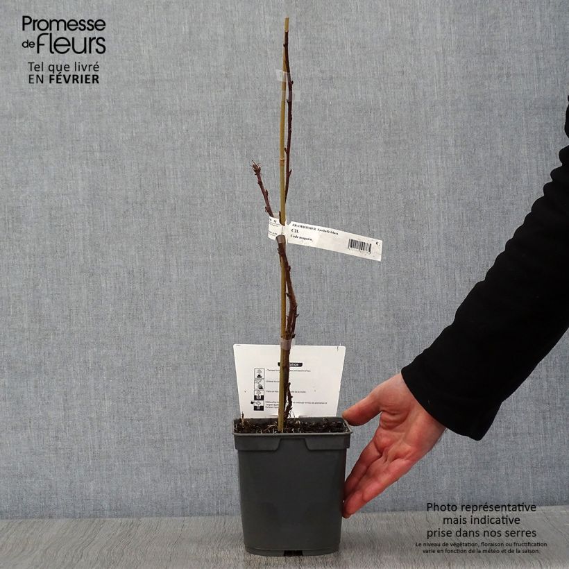 Amostra de Framboisier remontant Sanibelle - Rubus idaeus Vaso de 1 L/1,5 L tal como entregue no inverno