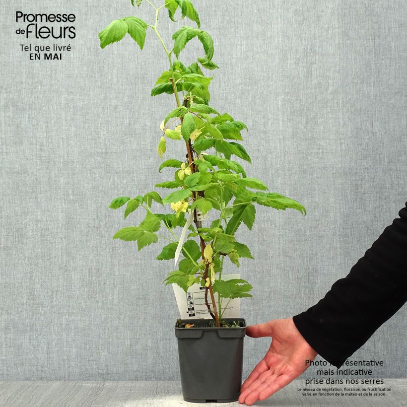 Amostra de Framboeseiro remontante Sanibelle - Rubus idaeus Vaso de 1 L/1,5 L tal como entregue na primavera