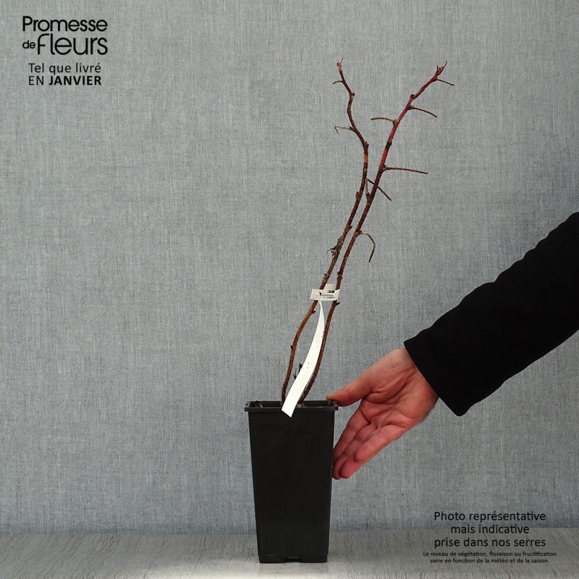 Amostra de Framboisier remontant Scepter - Rubus idaeus Vaso de 1 L/1,5 L tal como entregue no inverno