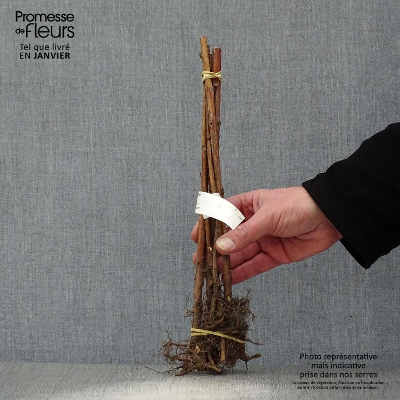 Amostra de Framboisier remontant September - Rubus idaeus  Raízes nuas, Tufo tal como entregue no inverno