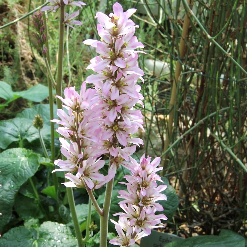 Francoa appendiculata (Floração)