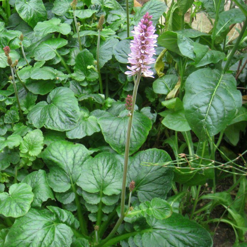 Francoa appendiculata (Hábito)