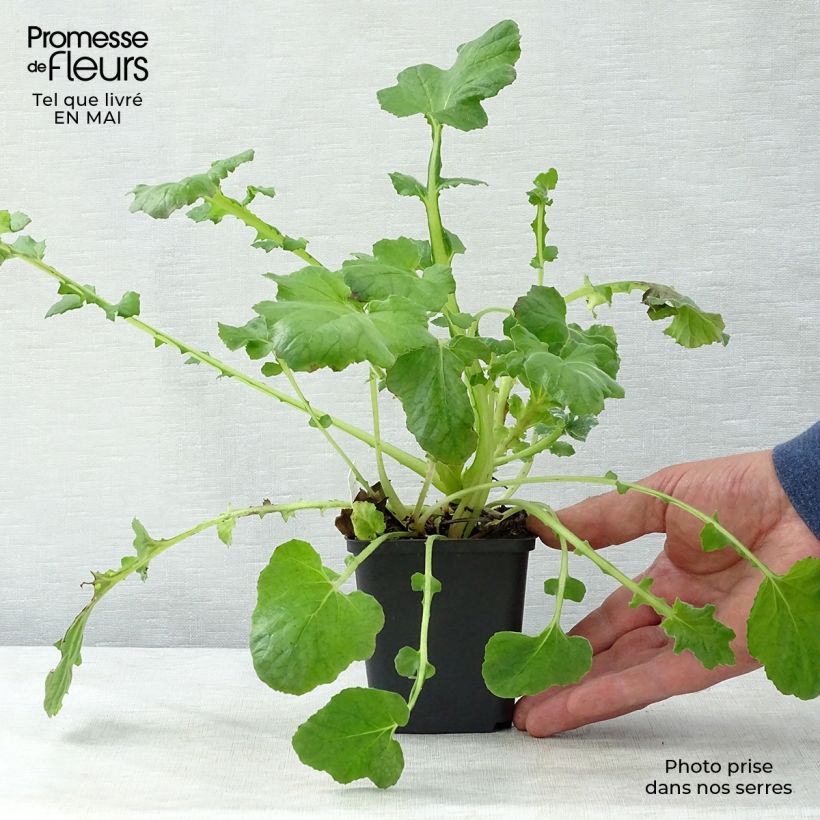 Amostra de Francoa sonchifolia Vaso de 8/9 cm tal como entregue na primavera