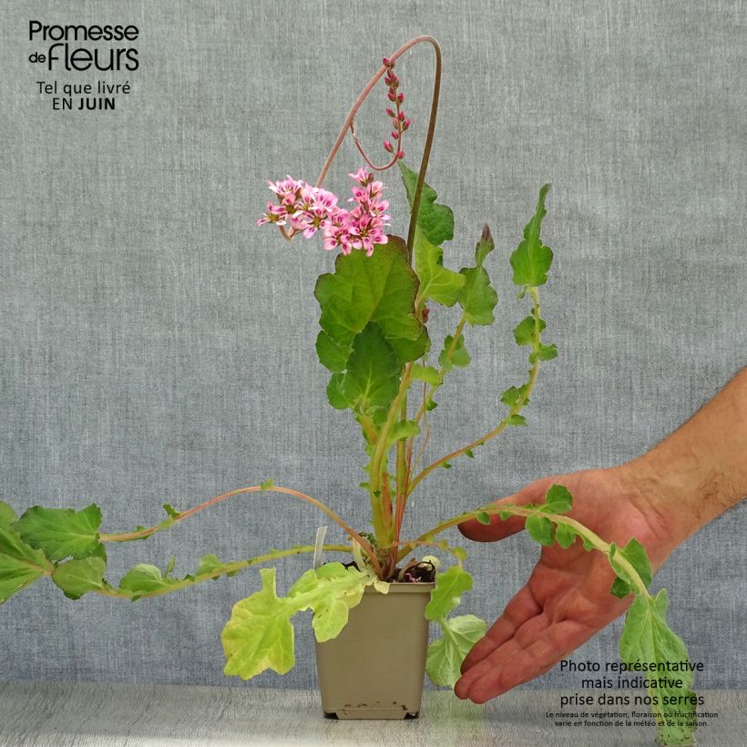 Amostra de Francoa sonchifolia Vaso de 8/9 cm tal como entregue no verão