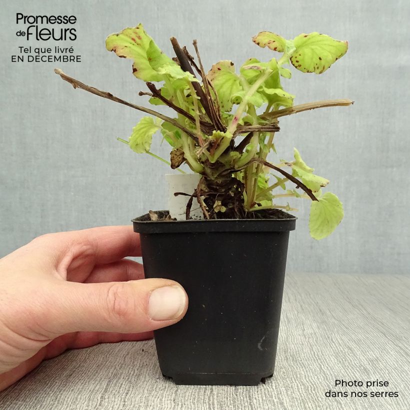 Amostra de Francoa sonchifolia Vaso de 8/9 cm tal como entregue no inverno