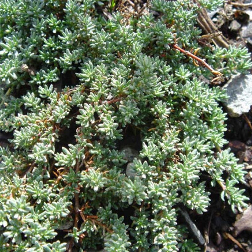 Frankenia laevis (Folhagem)