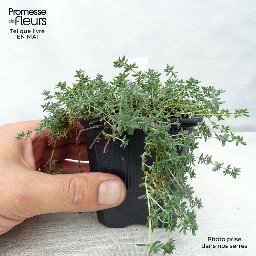 Amostra de Frankenia laevis Vaso de 8/9 cm tal como entregue na primavera