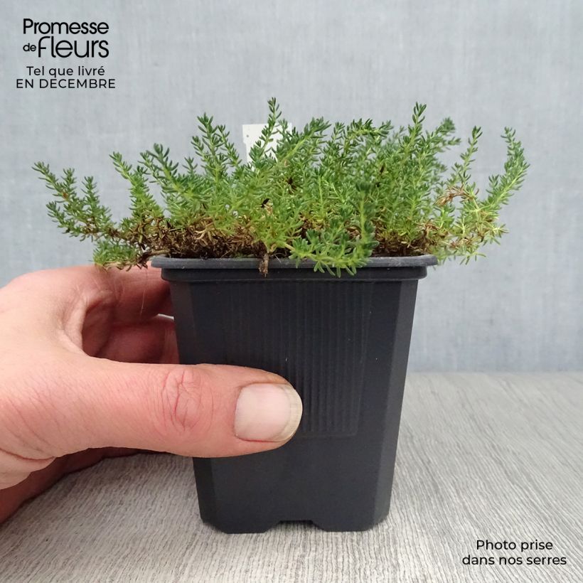 Amostra de Frankenia laevis - Bruyère marine Vaso de 8/9 cm tal como entregue no inverno