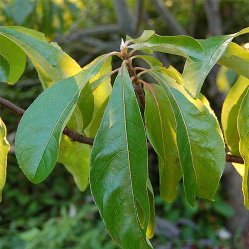 Franklinia alatamaha (Folhagem)