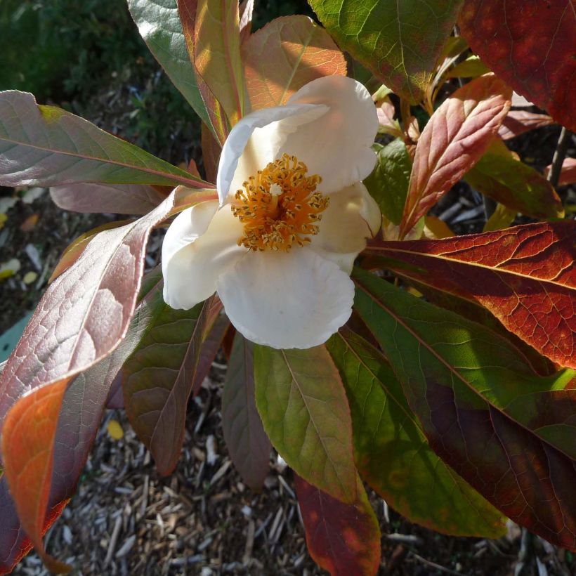 Franklinia alatamaha (Floração)