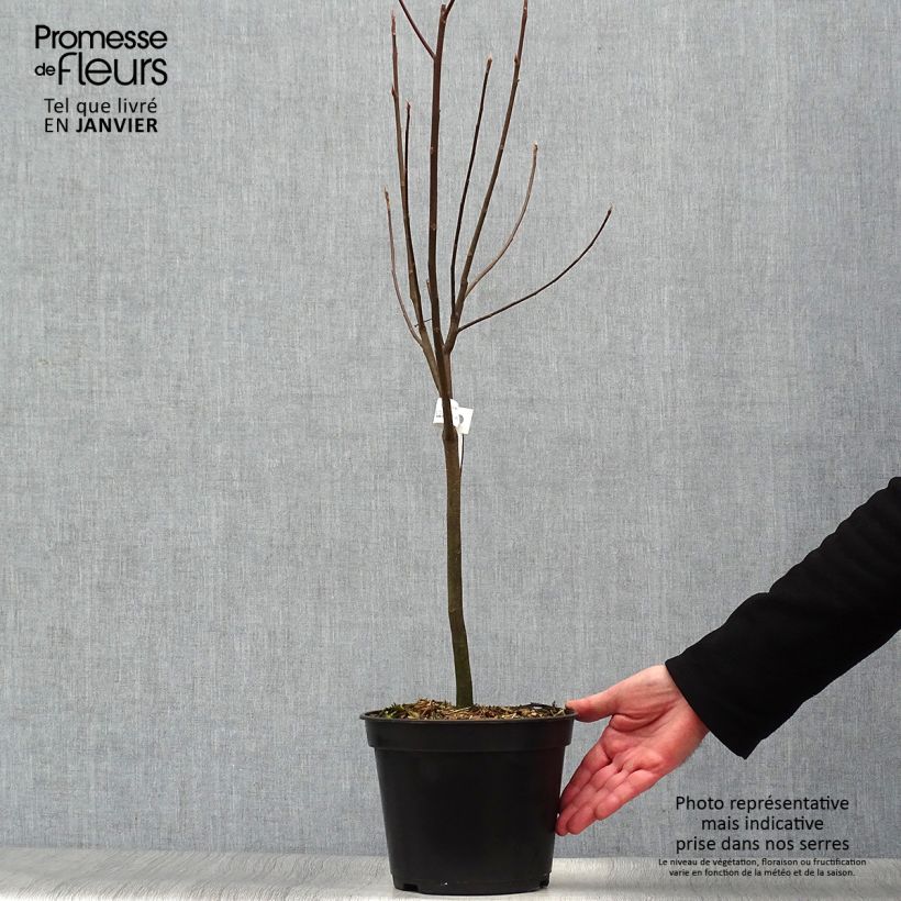 Amostra de Franklinia alatamaha - Arbre de Franklin Vaso de 4 L/5 L tal como entregue no inverno