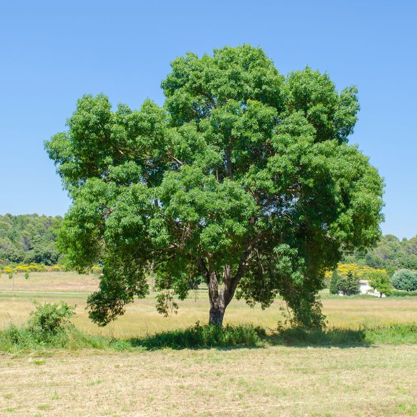 Fraxinus angustifolia (Hábito)