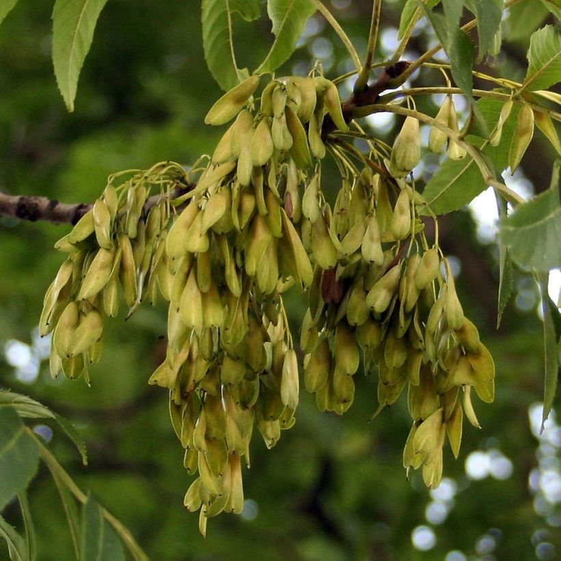 Fraxinus excelsior (Colheita)