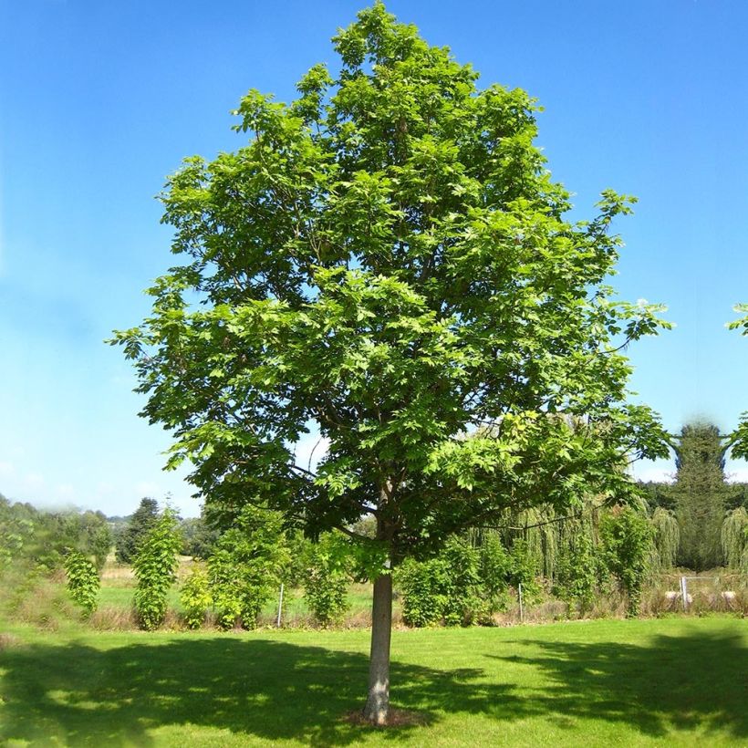 Fraxinus excelsior (Hábito)
