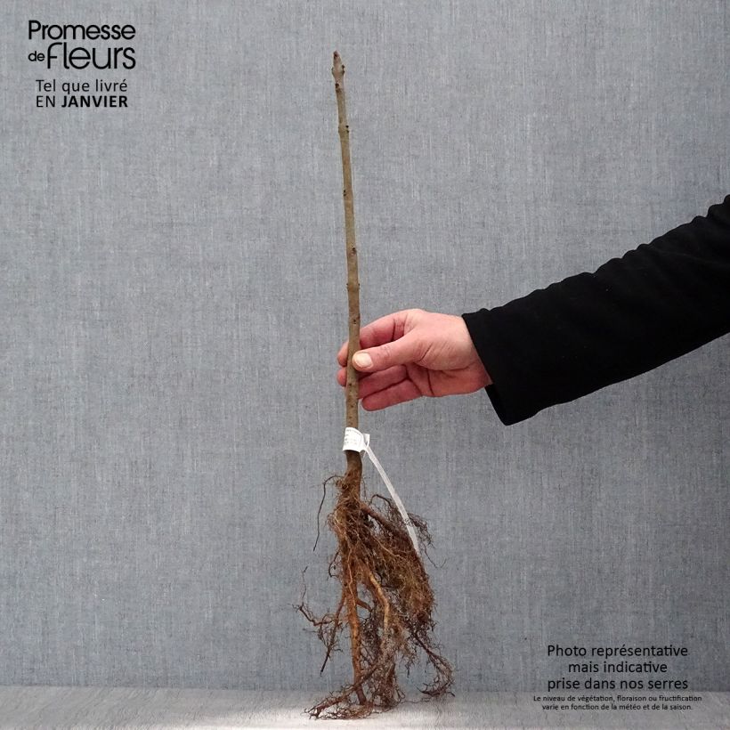 Amostra de Fraxinus excelsior - Frêne commun Petites Racines nues tal como entregue no inverno
