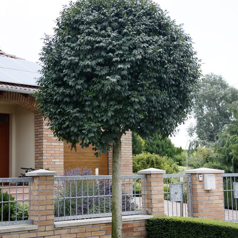 Freixo-do-maná Meczek - Fraxinus ornus (Hábito)
