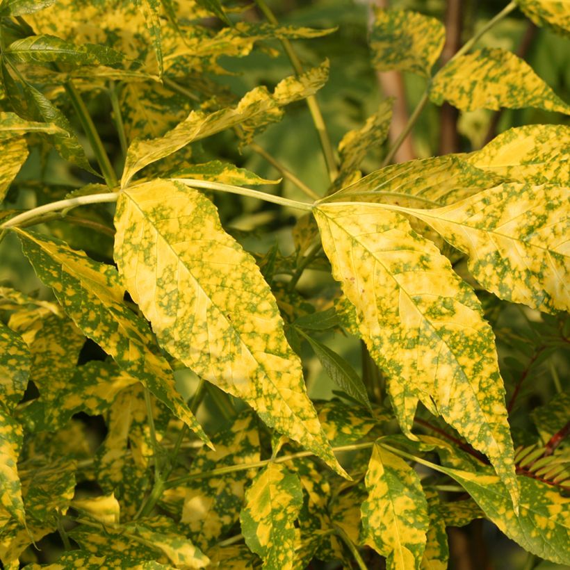 Freixo-da-Pensilvânia Aucubifolia - Fraxinus pennsylvanica (Folhagem)