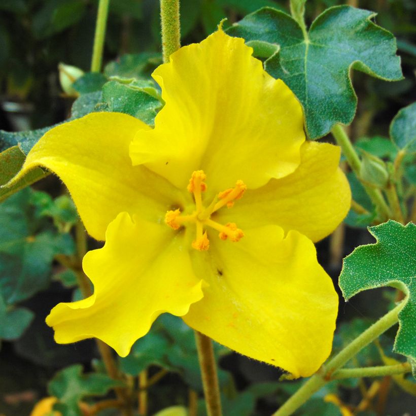 Fremontodendron californicum (Floração)