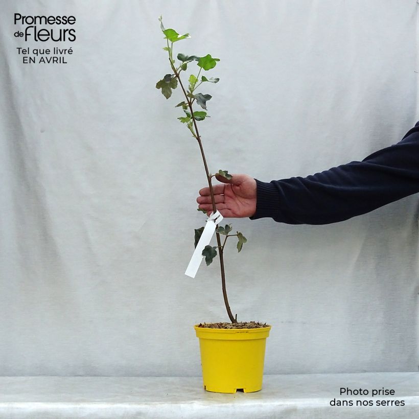 Amostra de Fremontodendron californicum Vaso de 2 L/3 L tal como entregue na primavera