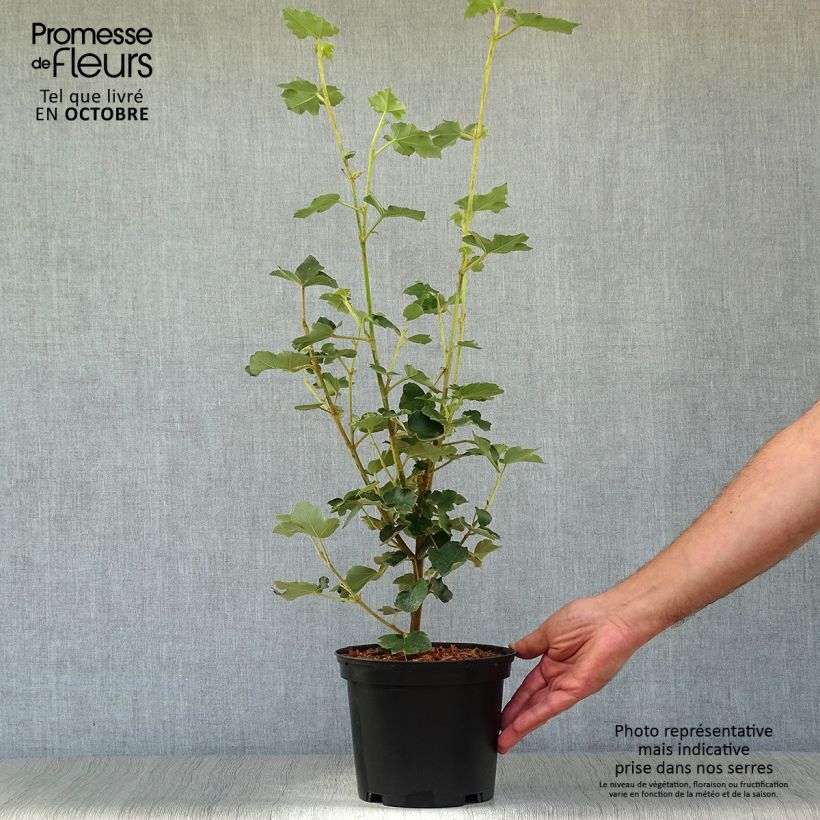 Amostra de Fremontodendron californicum Vaso de 2 L/3 L tal como entregue no outono