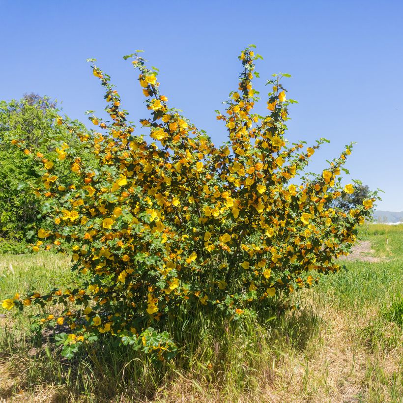 Fremontodendron californicum (Hábito)