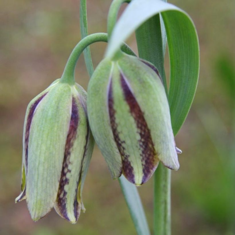 Fritillaria hermonis subsp. amana (Floração)