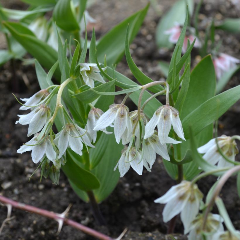 Fritillaria bucharica (Hábito)