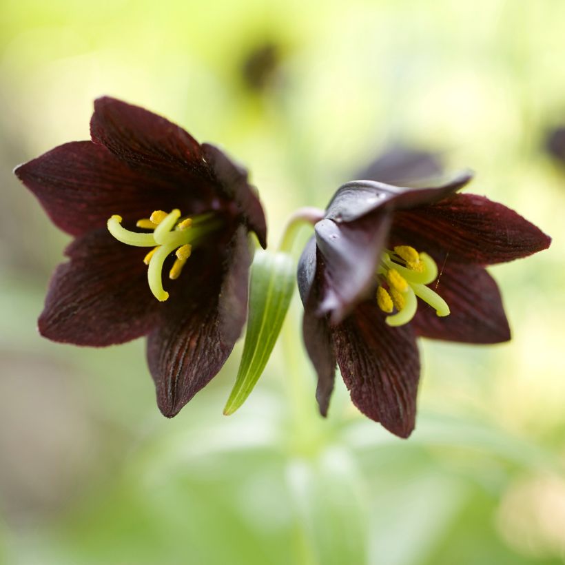 Fritillaria camschatcensis (Floração)