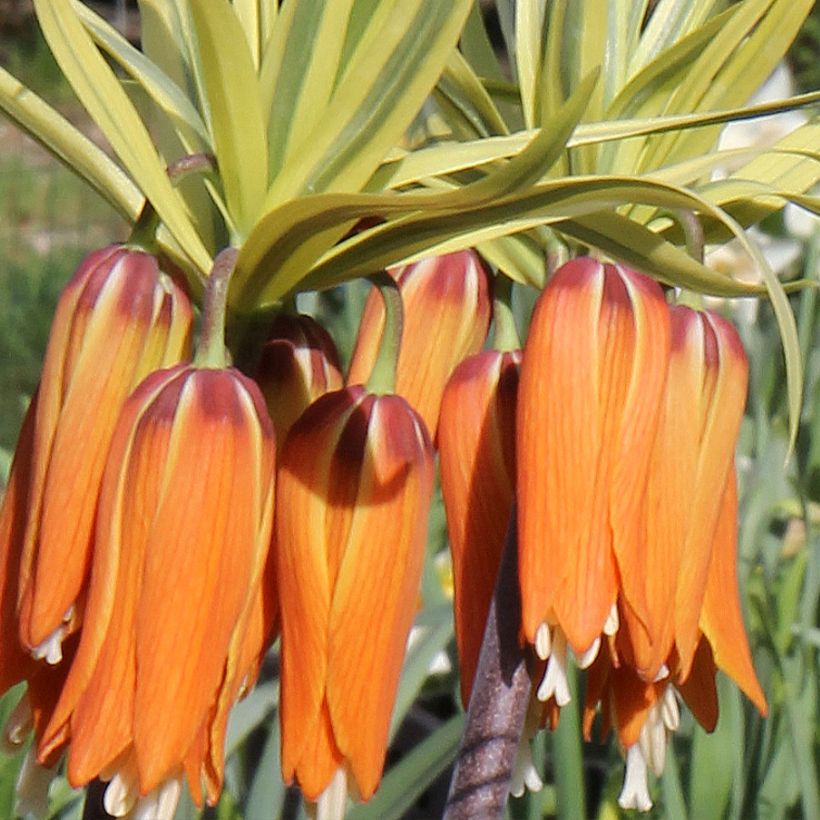 Fritillaria imperialis Argentea Variegata - Coroa-imperial (Floração)