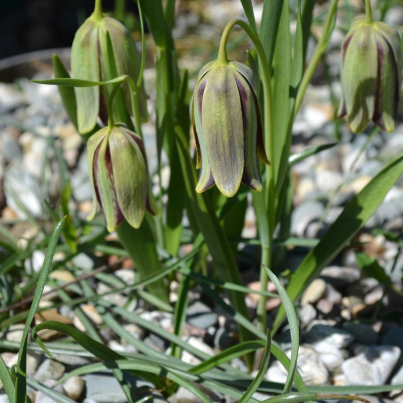 Fritillaria hermonis subsp. amana (Hábito)