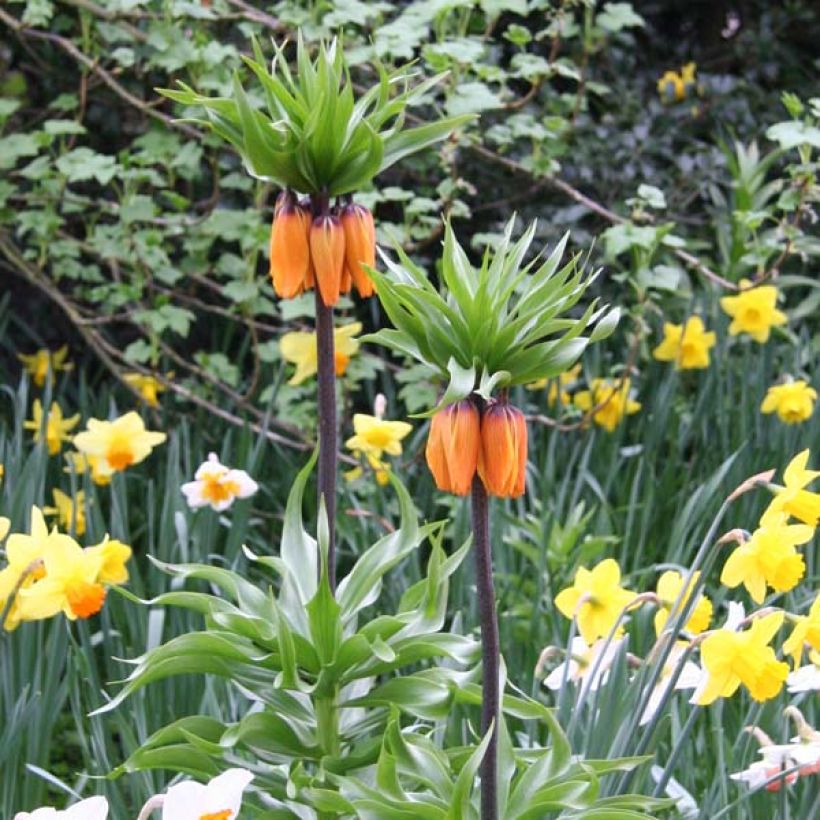 Fritillaria imperialis Prolifera - Coroa-imperial (Hábito)
