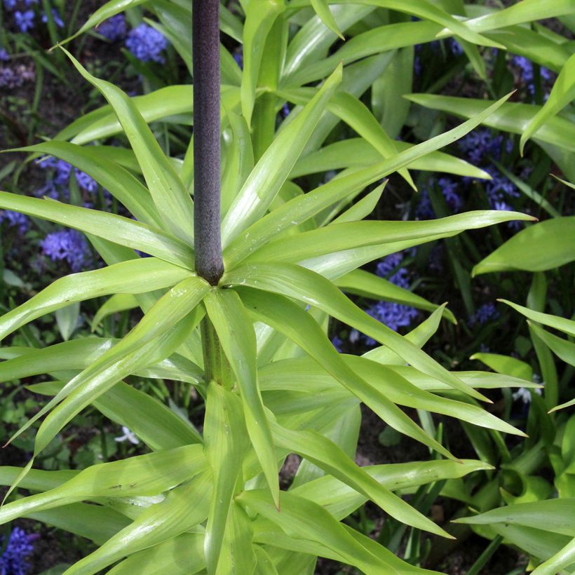 Fritillaria imperialis Orange Beauty - Coroa-imperial (Folhagem)