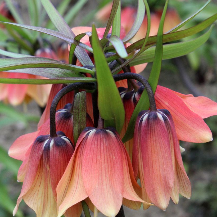 Fritillaria imperialis Orange Beauty - Coroa-imperial (Floração)
