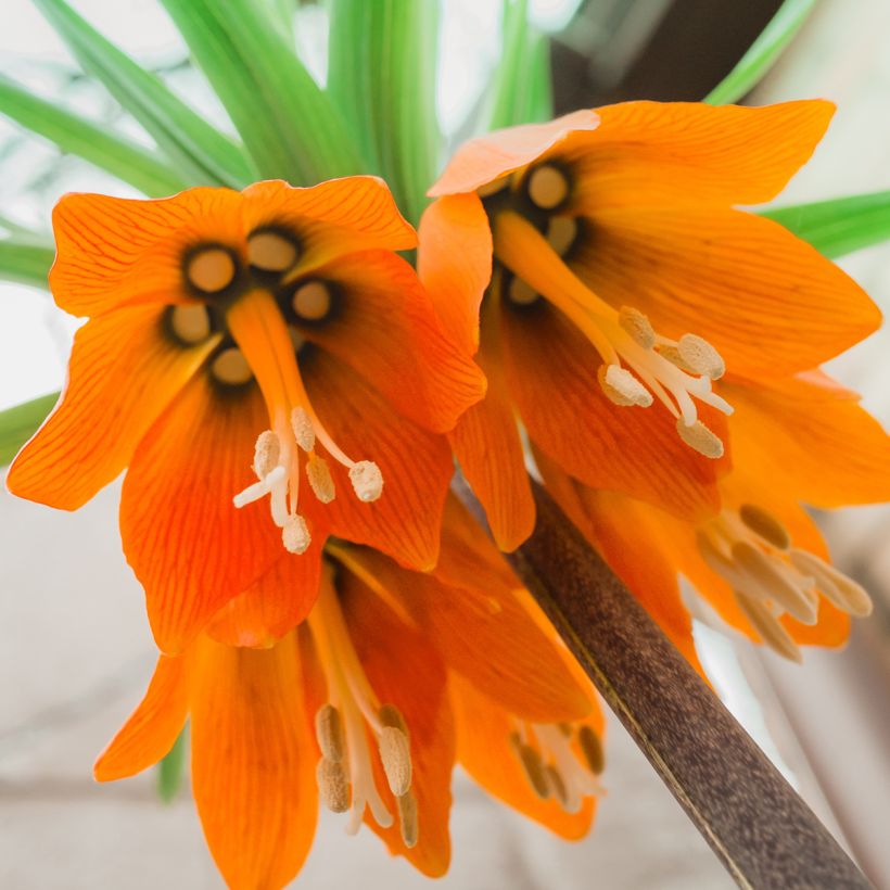 Fritillaria imperialis Prolifera - Coroa-imperial (Floração)