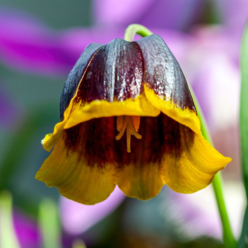 Fritillaria michailovskyi (Floração)
