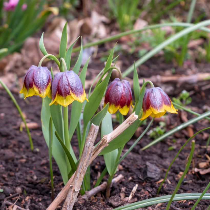 Fritillaria michailovskyi (Hábito)